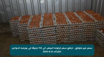 سعر غير متوقع.. ارتفع سعر كرتونة البيض إلى 152 جنيهًا في بورصة الدواجن الثلاثاء 23-9-2025